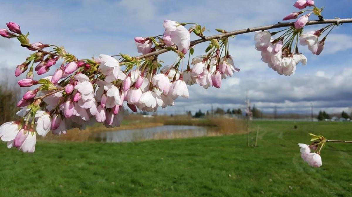 Cherry trees blossom along the Hanadori Trail in Ferndale.