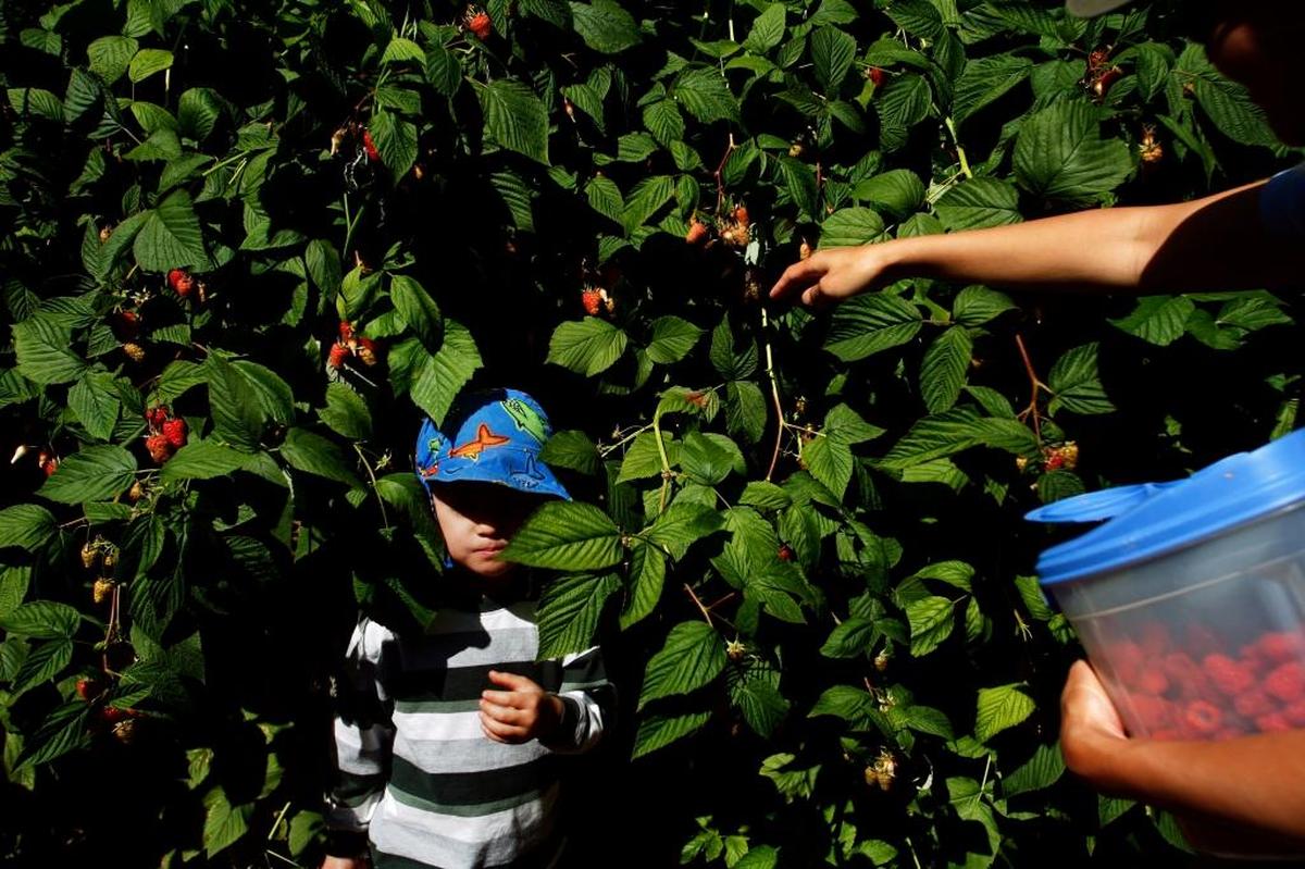 Boxx Berry Farm in Ferndale is one of the Whatcom County farms offering u-pick and we-pick produce.