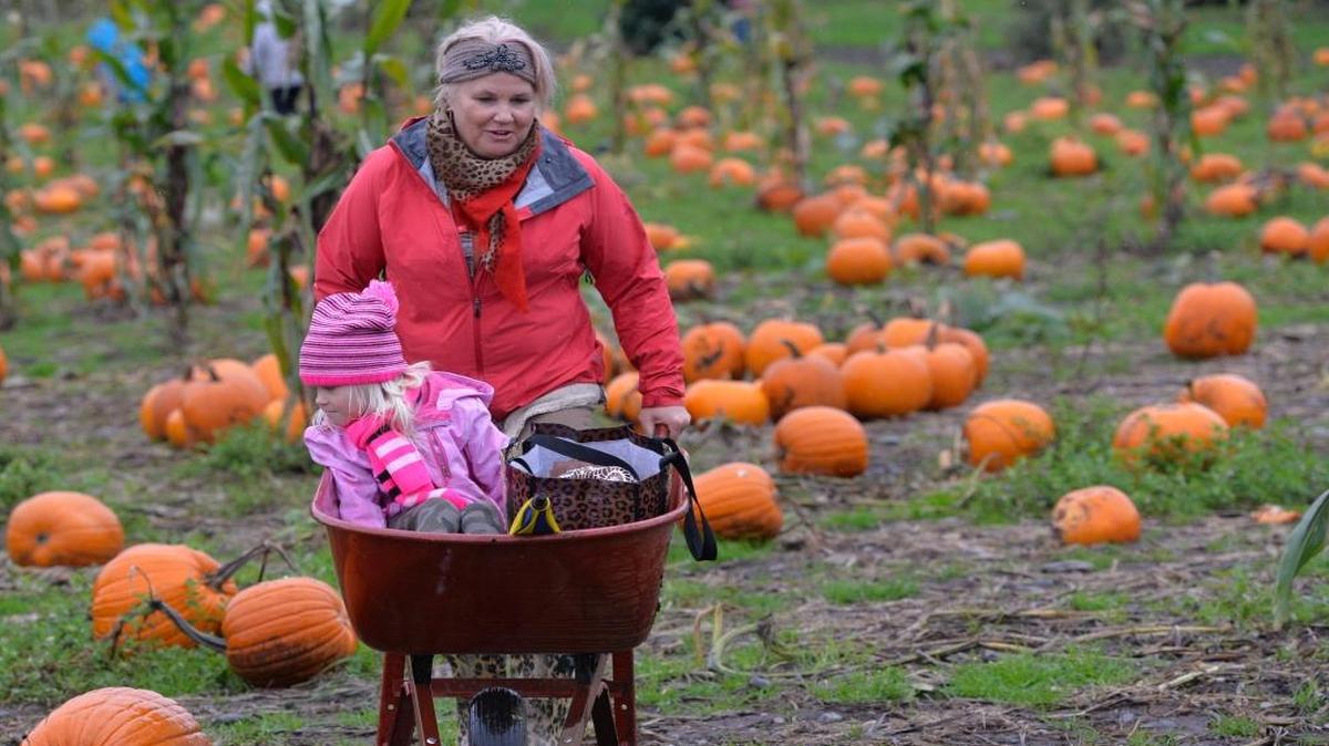 
Tyra Dykstra gets a ride from her grandmother Debbie Mouw while looking for a pumpkin at Stoney Ridge Farm in October 2014. 
