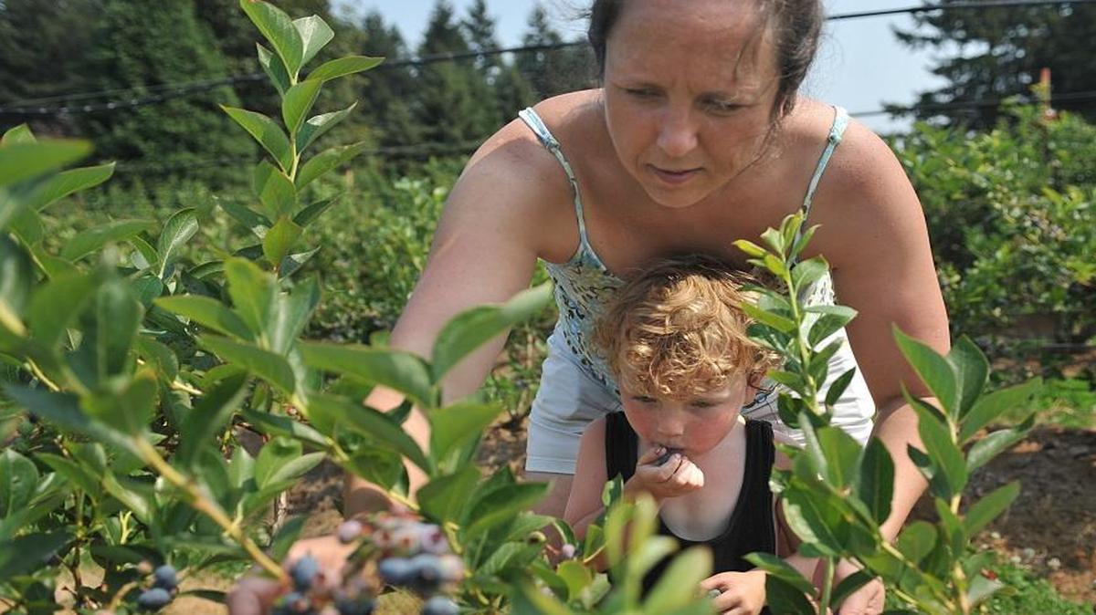 Barbie’s Berries in Ferndale is among the Whatcom County farms open for u-pick and we-pick produce.