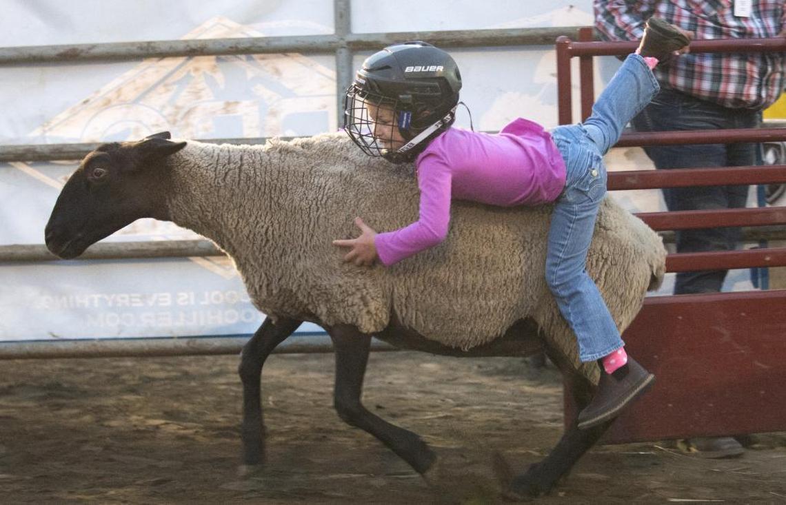 Addison DeBoer tries to hang on to a sheep during the mutton bustin’ competition during the 2018 Lynden PRCA Rodeo at the Northwest Washington Fair.