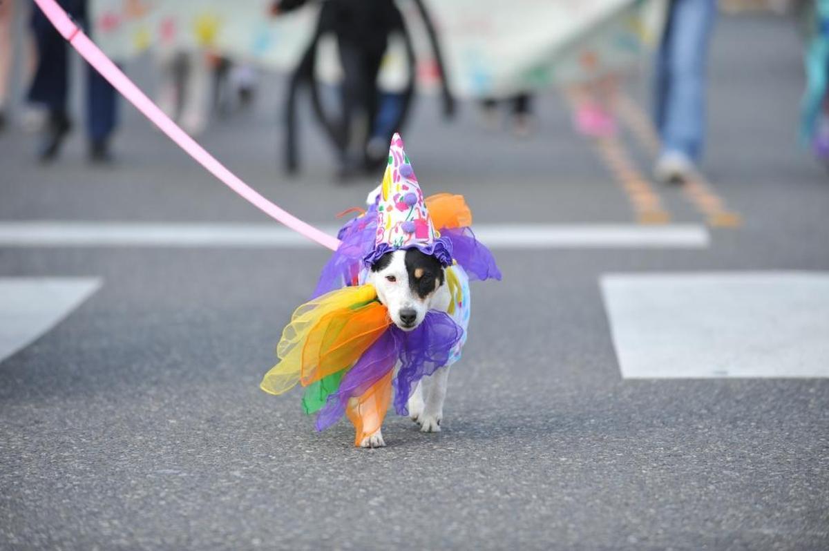 Anyone is welcome to join the Junior Ski to Sea Parade, which takes place Friday, May 17, in downtown Bellingham.