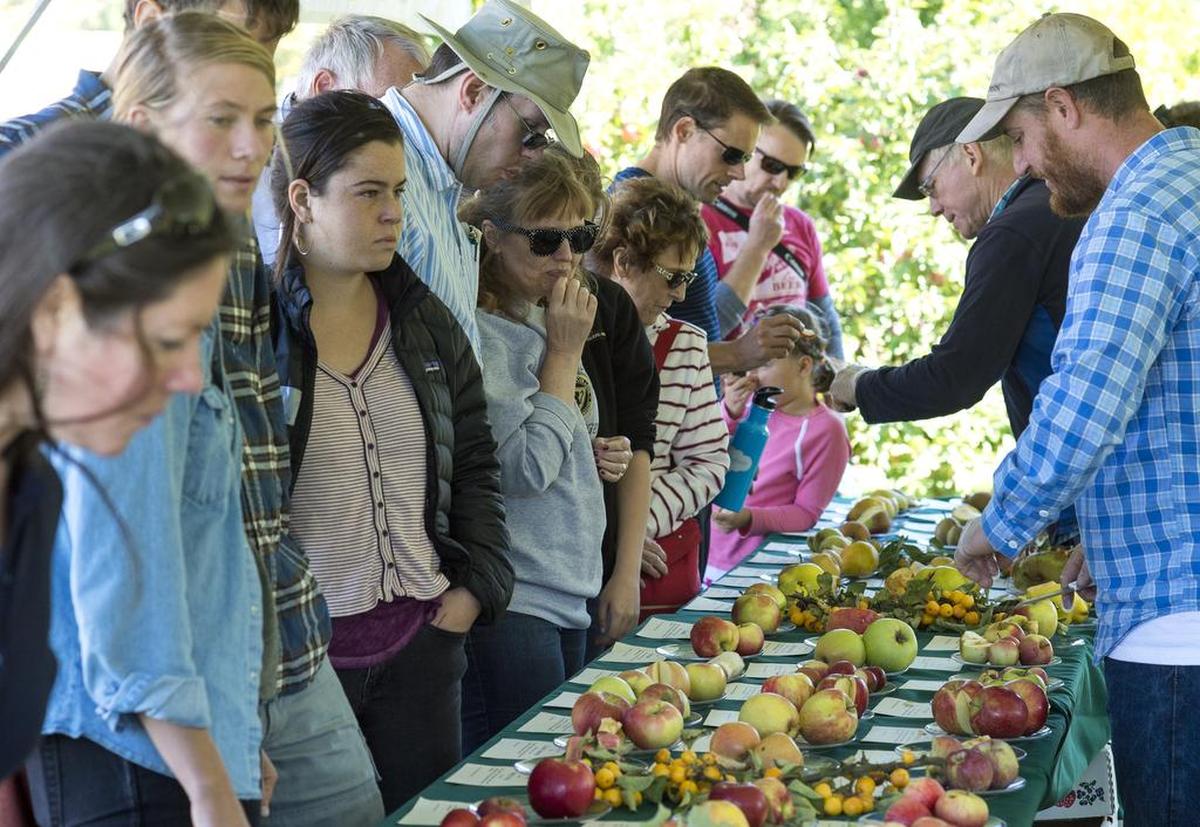The annual Fall Fruit Festival offers visitors samples of a variety of fruit at Cloud Mountain Farm Center in 2016.
