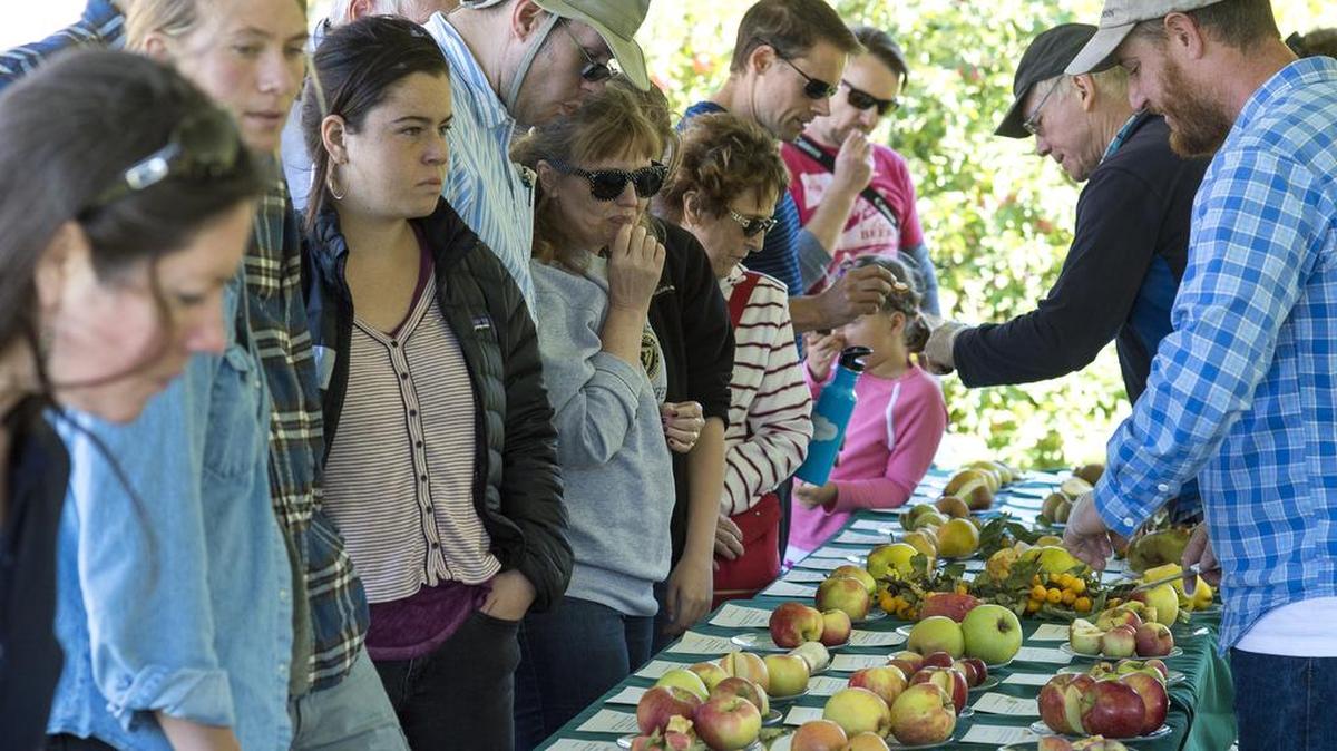 The annual Fall Fruit Festival offers visitors samples of a variety of fruit at Cloud Mountain Farm Center in 2016.