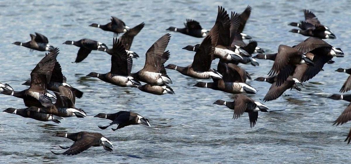 Brant fly along the shoreline in an undated photo at Birch Bay State Park.