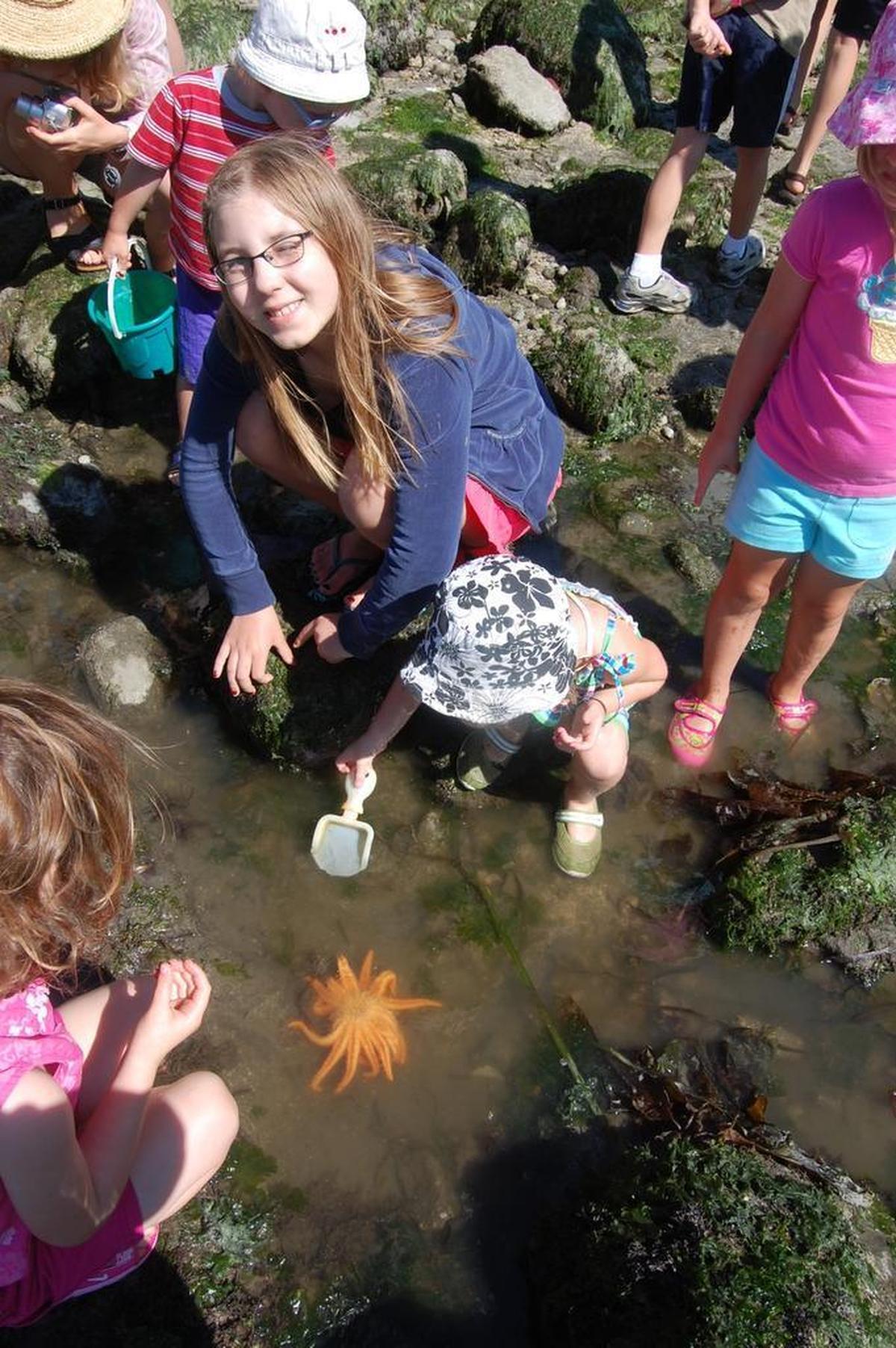 Visitors to Wildcat Cove at Larrabee State Park frolic in the tide pools with a sunflower star in July 2009.