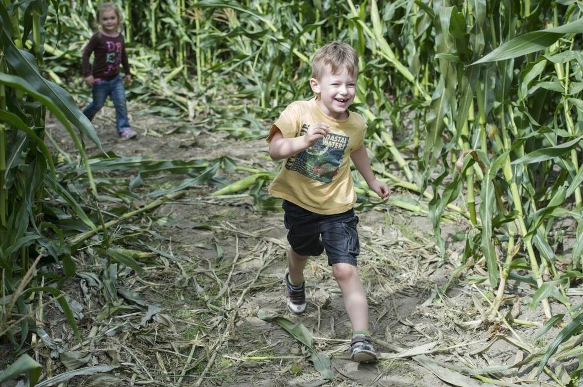 Children run through the Lynden Future Farmers of America Corn Maze in 2014.
