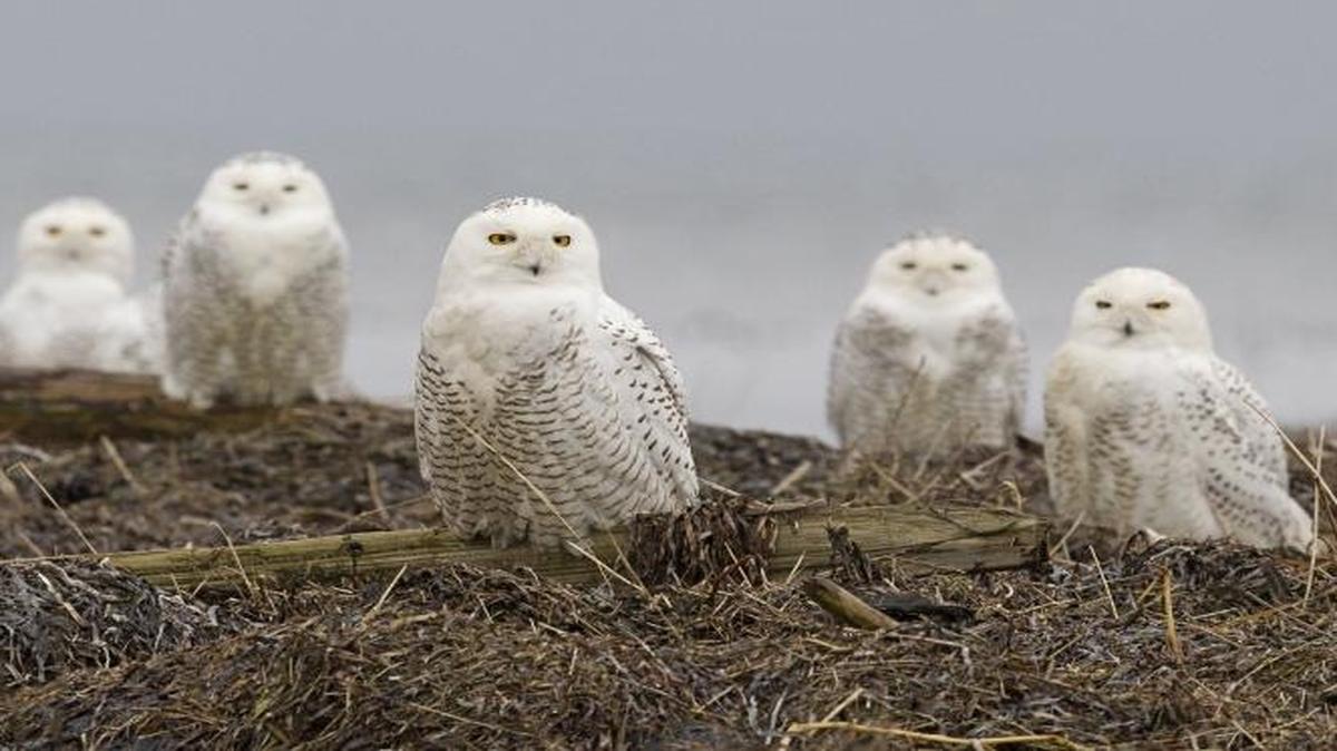 
Paul Bannick’s photographs of owls at Whatcom Museum include scenes from an irruption of snowy owls in the winter of 2013-2014.
