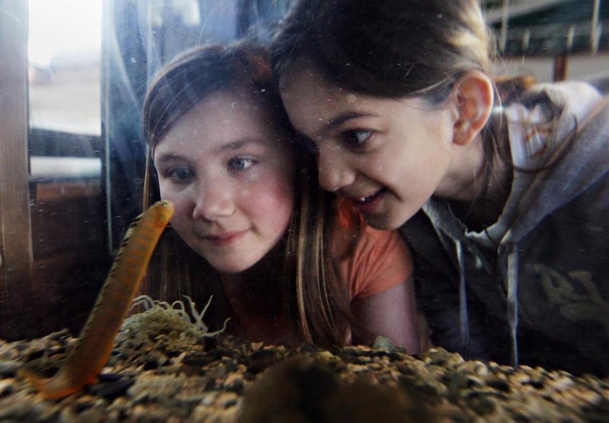 Zarah Manju, right, and Maya Solmiren get a closer look at a saddleback gunnel in the Marine Life Center’s eel grass aquarium on Feb. 28, 2010.