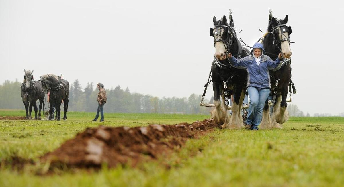 Heidi Polinder, right, helps guide nearly two tons of draft horses in a straight line as her husband Courtney drives the plow from behind as they make their first dig into the ground at the 69th International Plowing Match in April 2010 at Berthusen Park in Lynden.