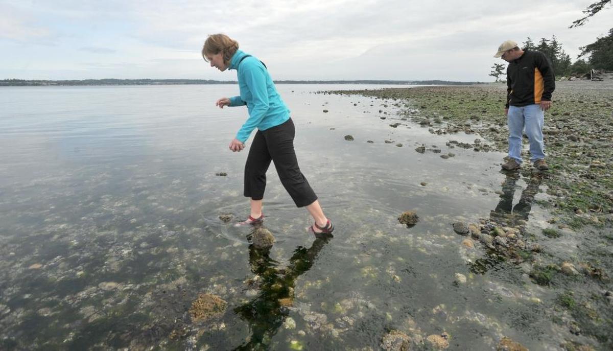 Washington state parks will offer free admission the first day of 2017. Day-use visitors won’t need a seasonal Discover Pass or $10 day-use fee at state parks across Washington, including Whatcom County’s Larrabee, Birch Bay and Peace Arch parks.