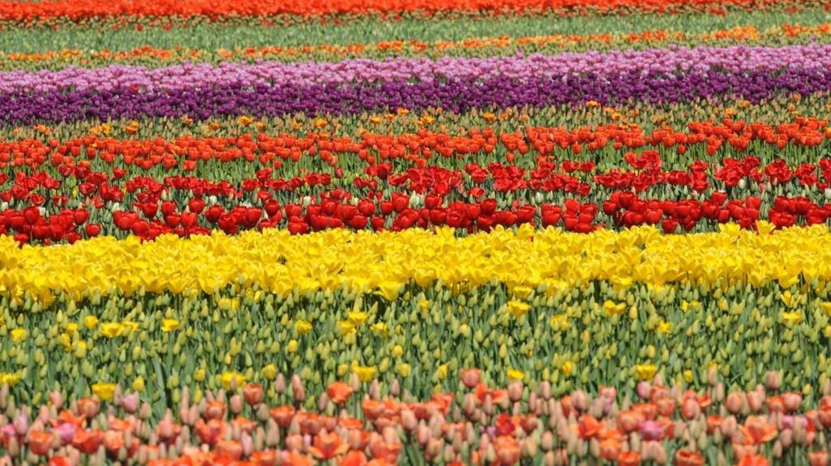 Tulips blossom in a Skagit Valley field in April 2009.