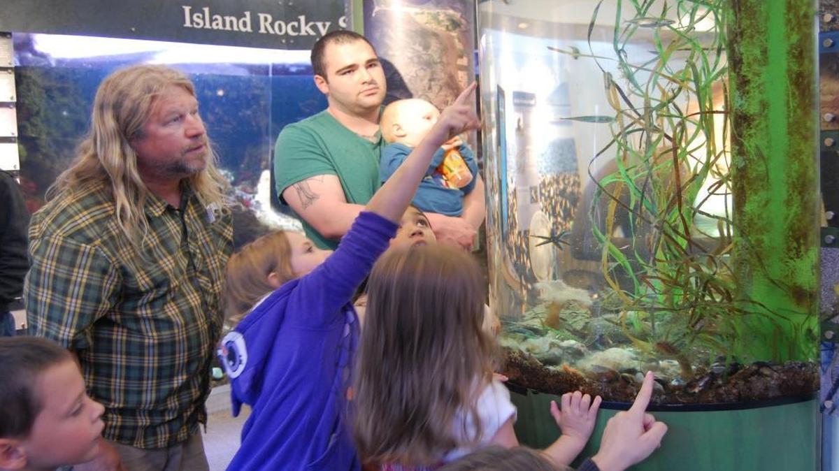 
Padilla Bay nature center aquarist Mark Olson shows visitors some of the creatures in its aquariums during a summer 2015 presentation.

