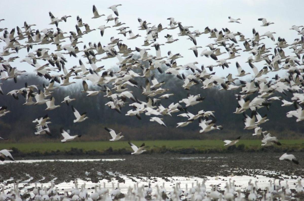 Snow geese fly over a Skagit Valley field in 2005.