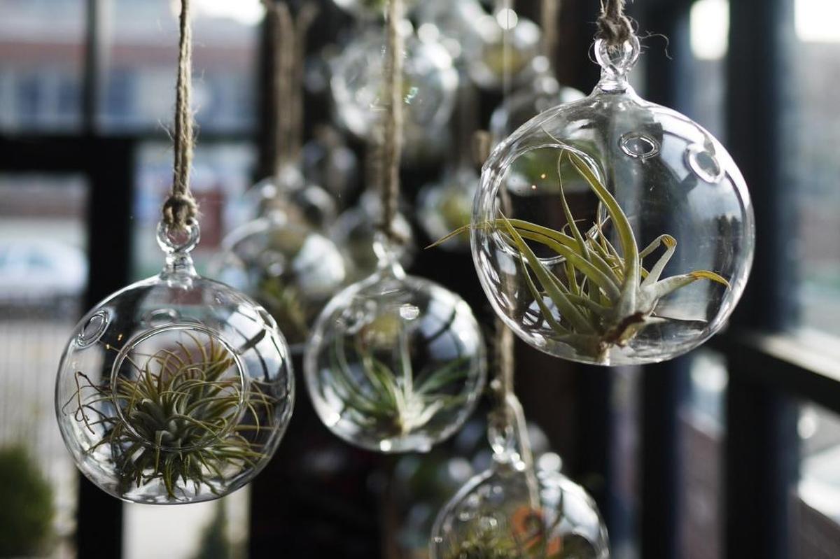 Garden Spot Nursery will host an ornament-making workshop on Saturday, Dec. 17, with delicate creations featuring tillandsia, tiny lichens, mosses, twigs and other forest trimmings.
