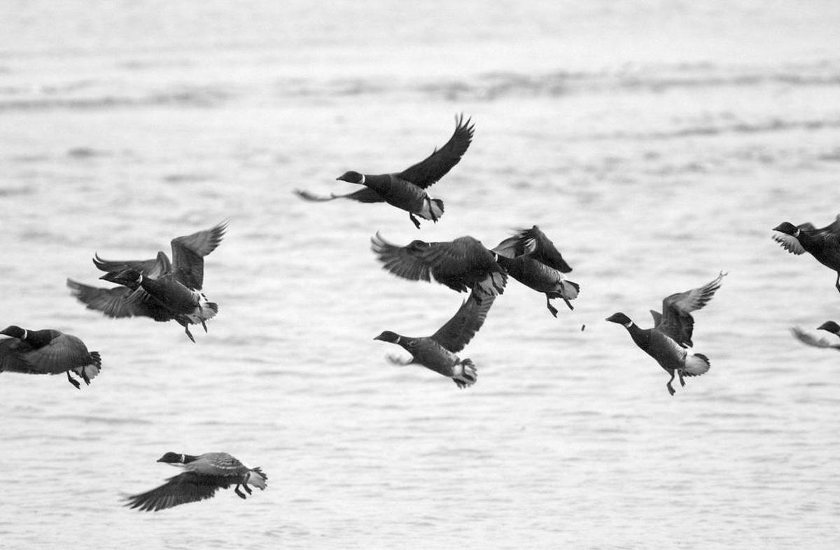 A flock of Brants takes to the air at the Semiahmoo Spit in March, 2003. The migratory goose is often observed during the Wings Over Water Northwest Birding Festival in Blaine.