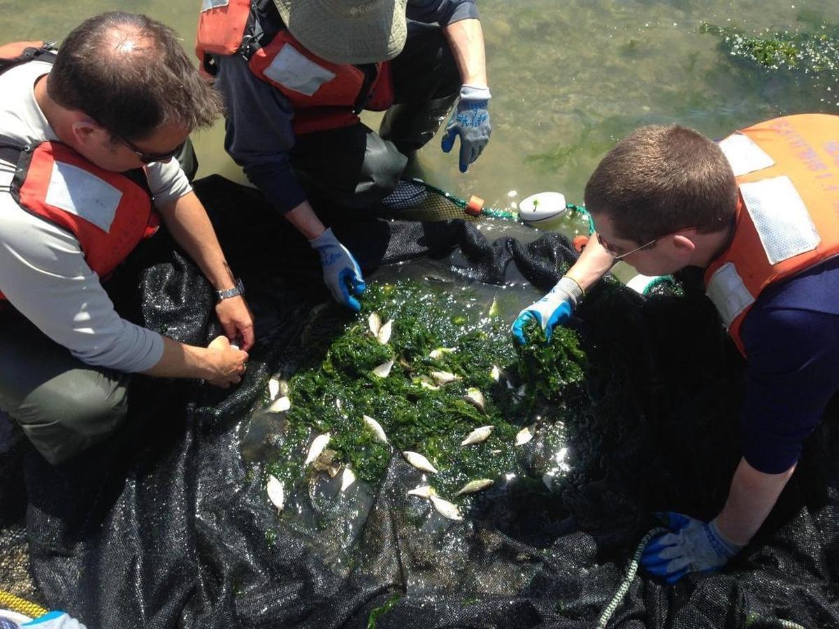 Reearchers collect fish in a beach seine in 2014 in Commencement Bay in Tacoma. Naturalists at Bay View State Park will use a similar method to examine creatures in Padilla Bay this weekend.