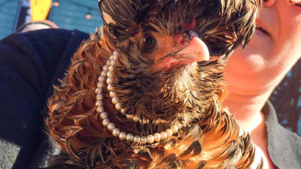 Chickens get gussied-up for the annual parade in Edison.