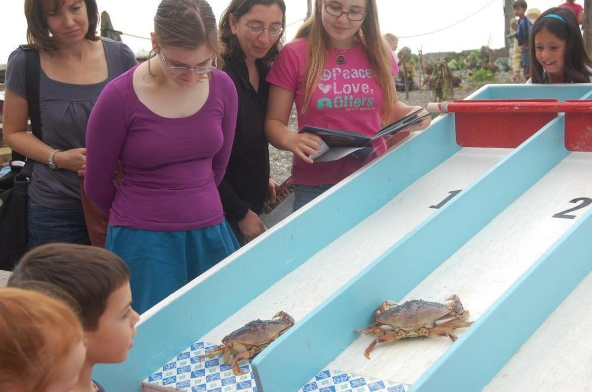 Taylor Shellfish Farms in Bow offered crab races and other activities during the Festival of Family Farms tour in 2009. This year, they’ll have educational exhibits, oyster-shucking demonstrations, steamed clam samples, and a Kid’s Beach with a craft to build fairy houses.