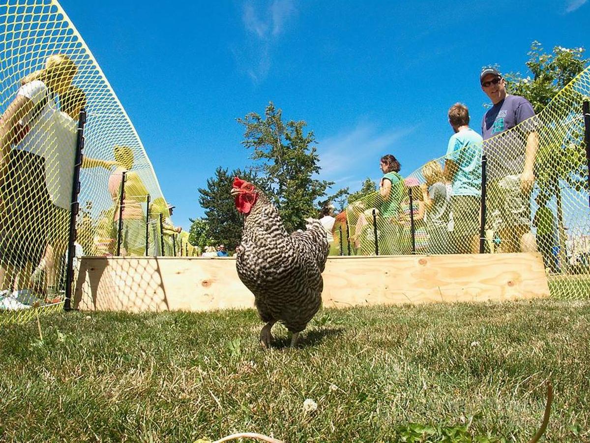 The Chicken Race is one of the highlights of the annual Sunnyland Stomp, which takes place Saturday in the north Bellingham neighborhood.