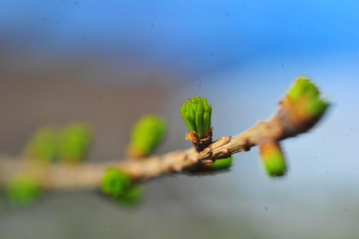 Larch trees will be among the varieties sold for $1 each at the 2017 Whatcom County Farm Forestry Association’s tree sale Saturday at the Northwest Washington Fair and Event Center in Lynden.