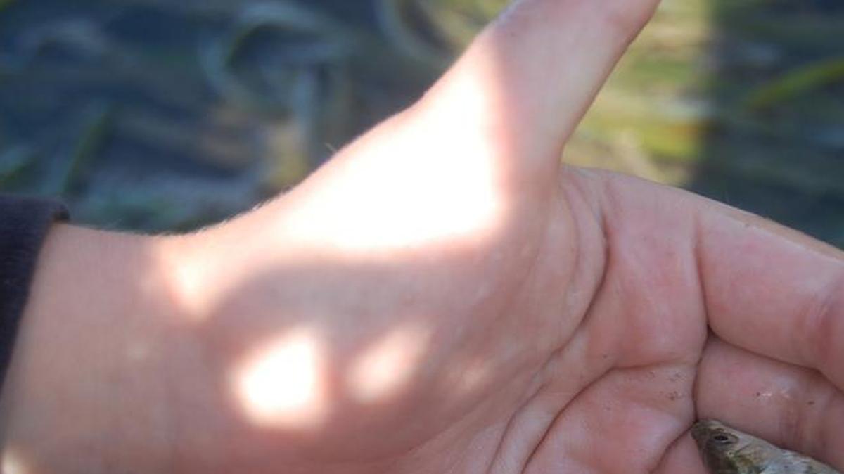 
Small fish can be seen among the eelgrass at extreme low tides.
