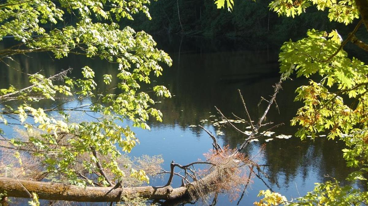 
A mature second-growth forest surrounds Squires Lake in southern Whatcom County.
