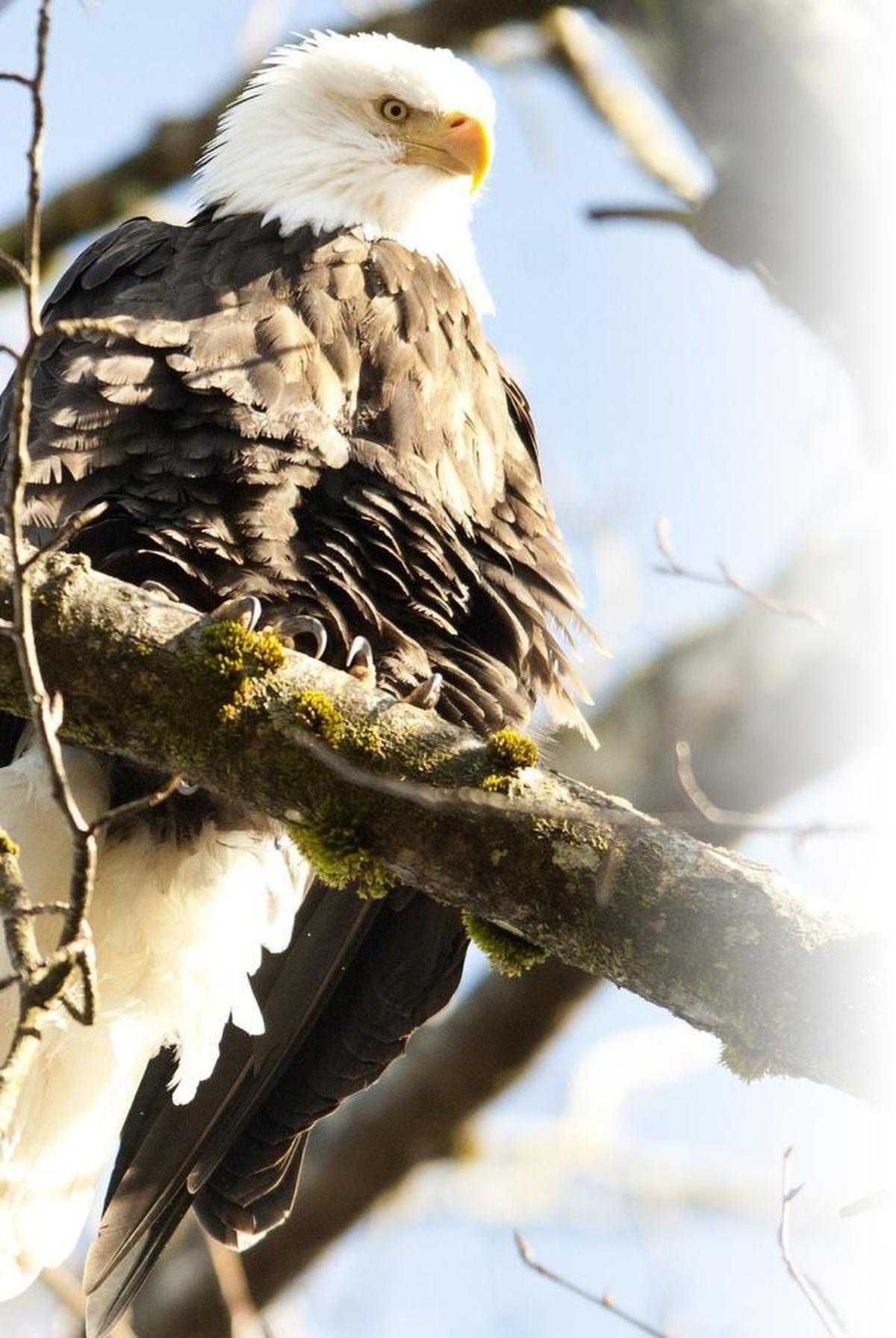Kids in second through fifth grades can explore the riverbanks, looking high for the eagles perched in cottonwoods and low for scat, tracks, hair and other animal signs with staff members from Wild Whatcom at Deming Homestead Eagle Park on Sunday, Dec. 11.