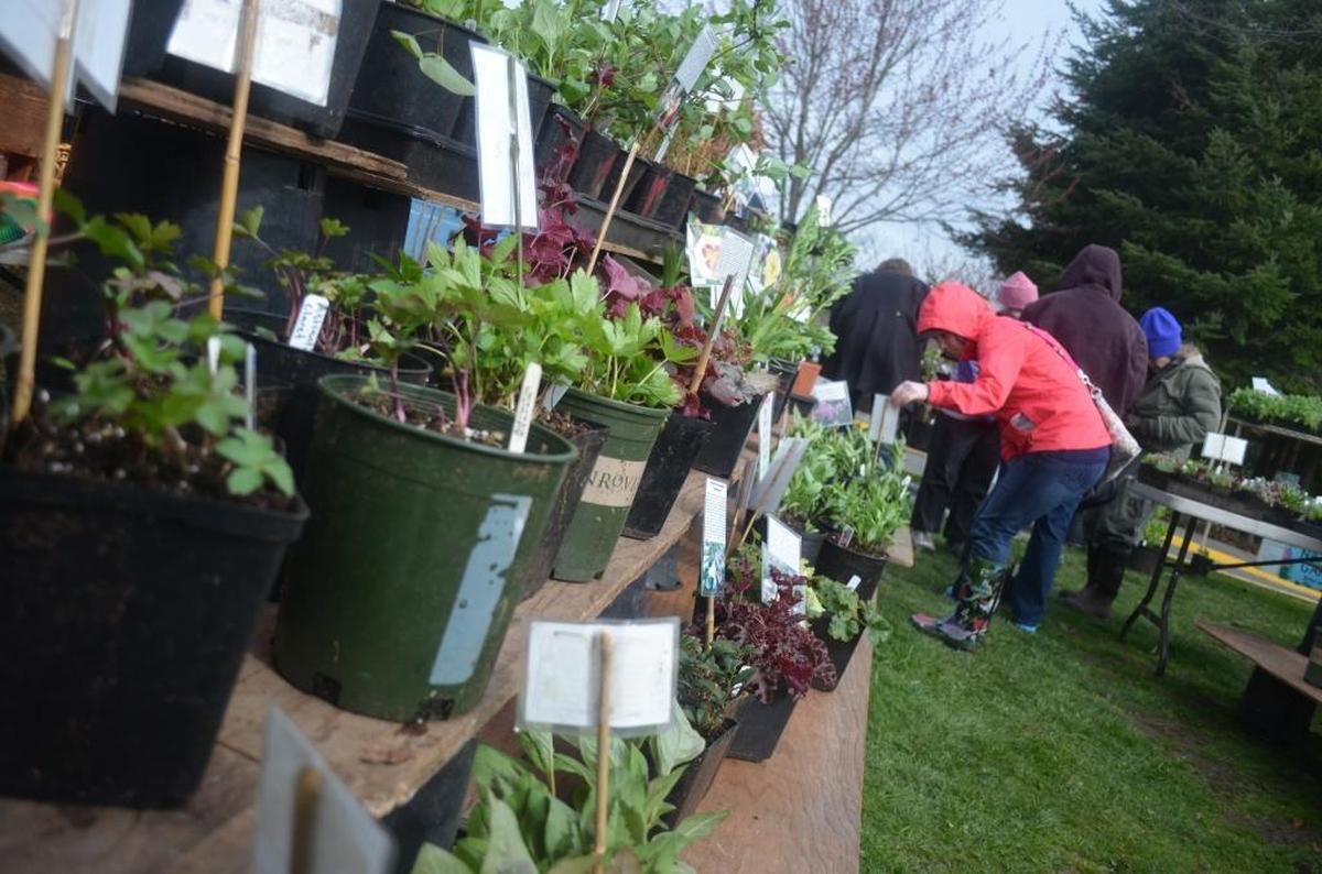 Northwest gardeners turned out amid blustery winds and the occasional shower for a native plant sale at Whatcom Community College in 2014.