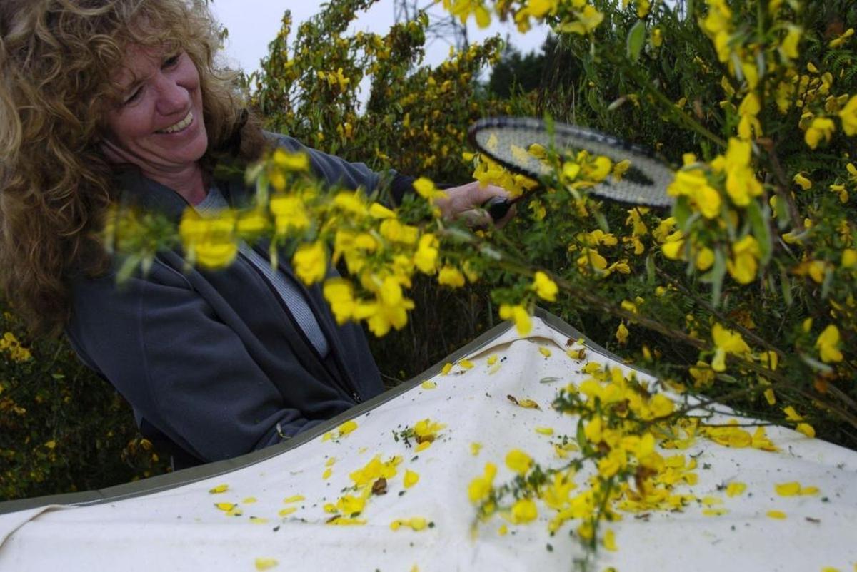 Laurel Baldwin, Whatcom County’s weed control coordinator, shown beating a Scotch broom bush with a racket to shake out any Scotch broom seed beetles, is the guest speaker at the Birchwood Garden Club’s first meeting of 2017, on Wednesday, Jan. 4, at Whatcom Museum’s Old City Hall.