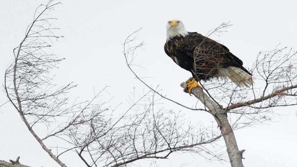 Eagles perch in a tree at Semiahmoo spit in Blaine.