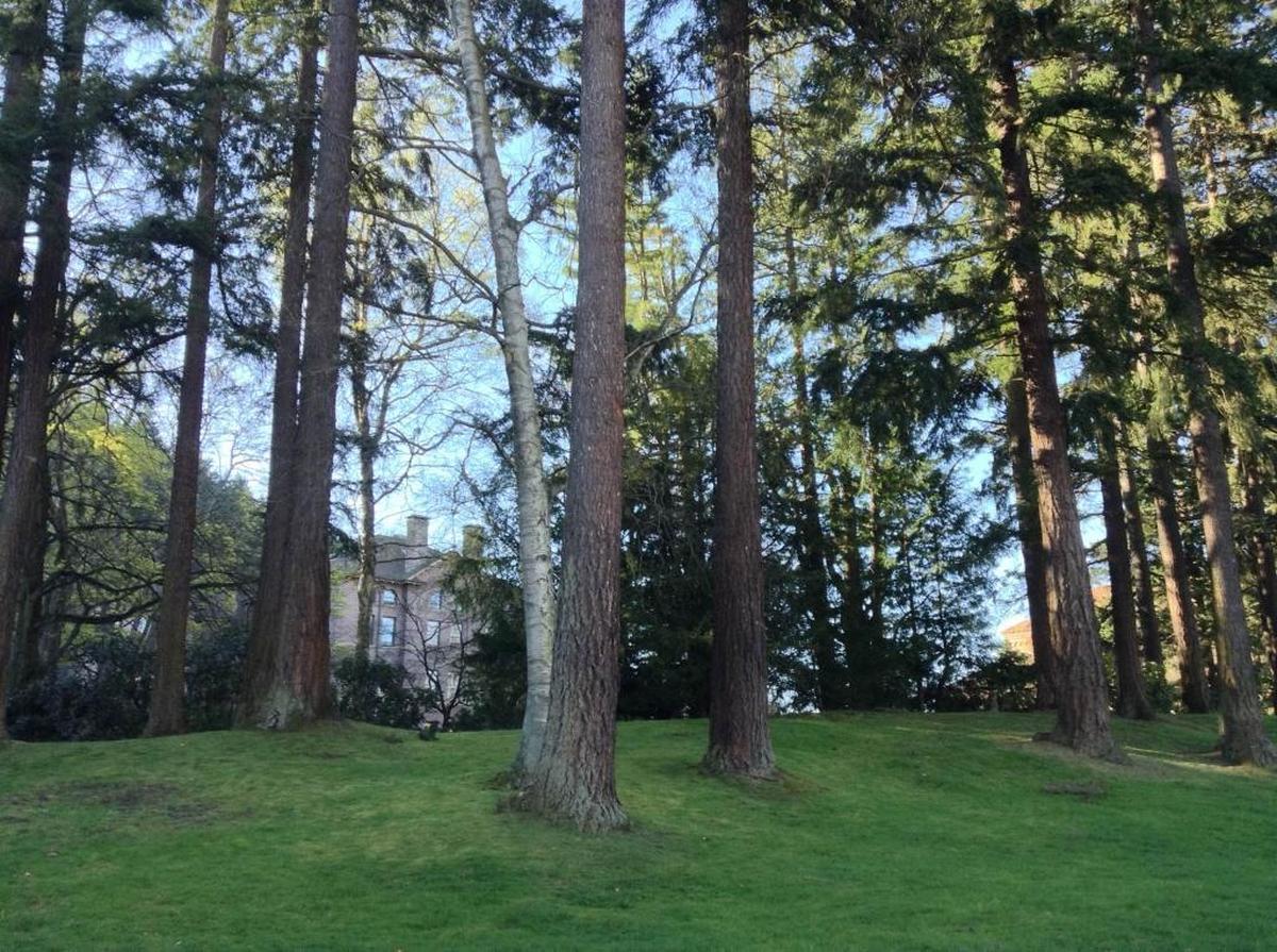 Sunlight shines through a grove of trees known as the Bird Sanctuary near Old Main on the north end of the Western Washington University campus on Wednesday, March 30.