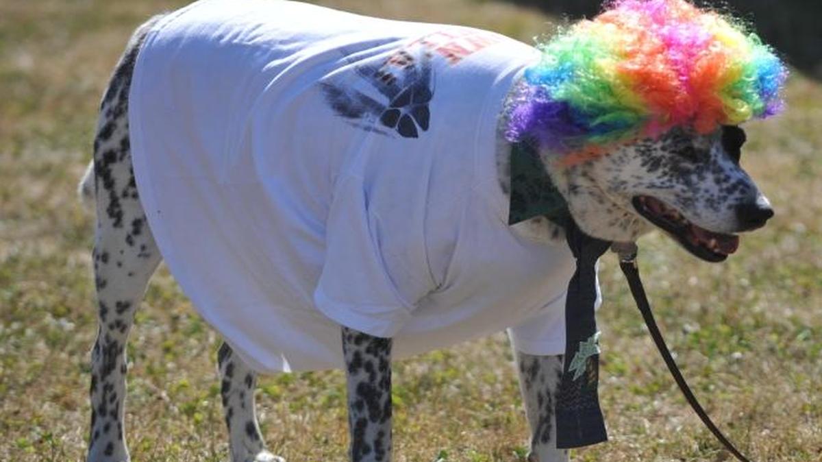 Tucker was dressed as a clown at Whatcom Humane Society's 2011 Dog Days of Summer Festival at Lake Padden Park. The 2017 event is on Sunday.