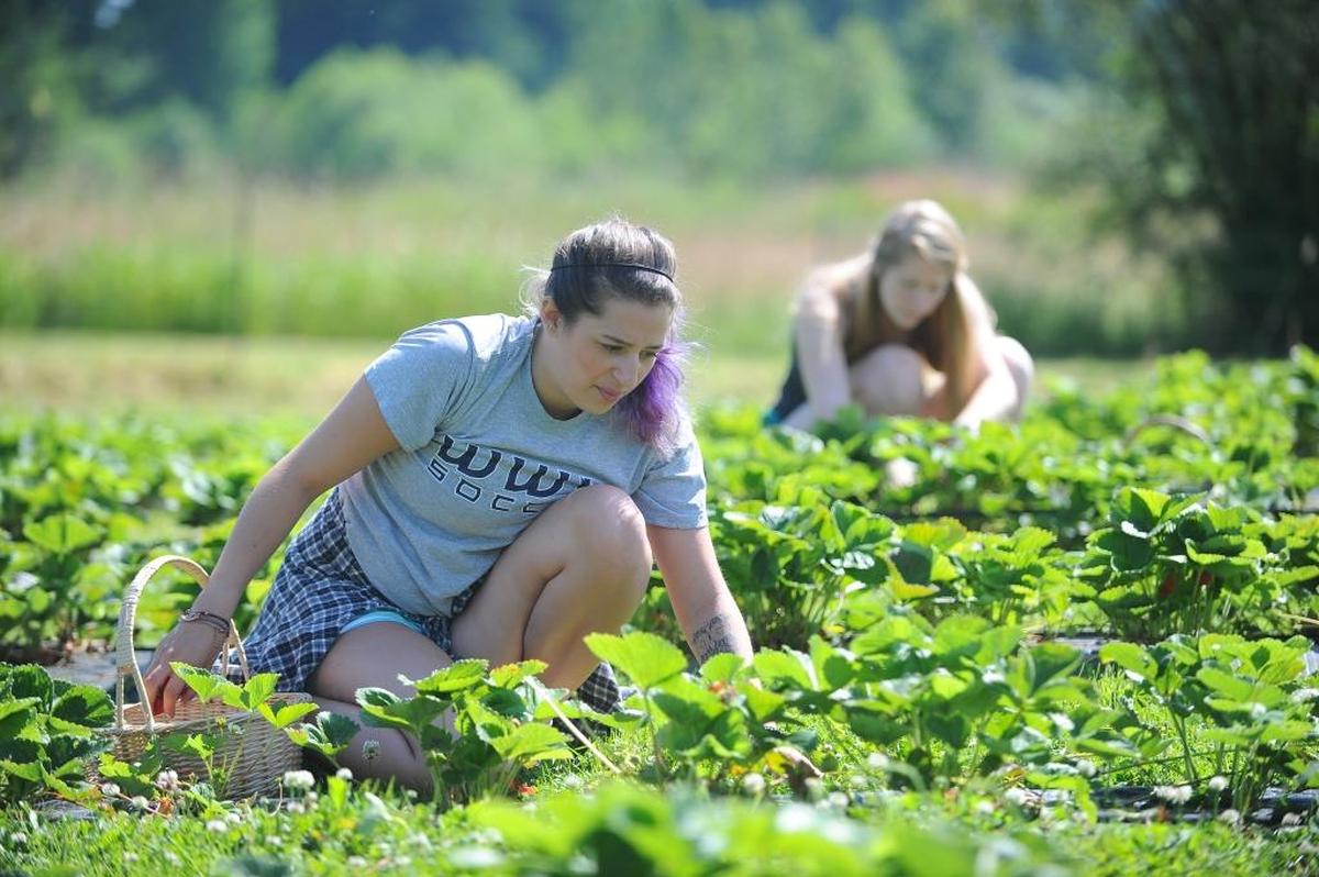 Alyssa Saupe, left, and Mia Black, both of Bellingham, pick strawberries at Bellingham Country Gardens in 2014. The farm is open for u-pick berries, throughout summer.