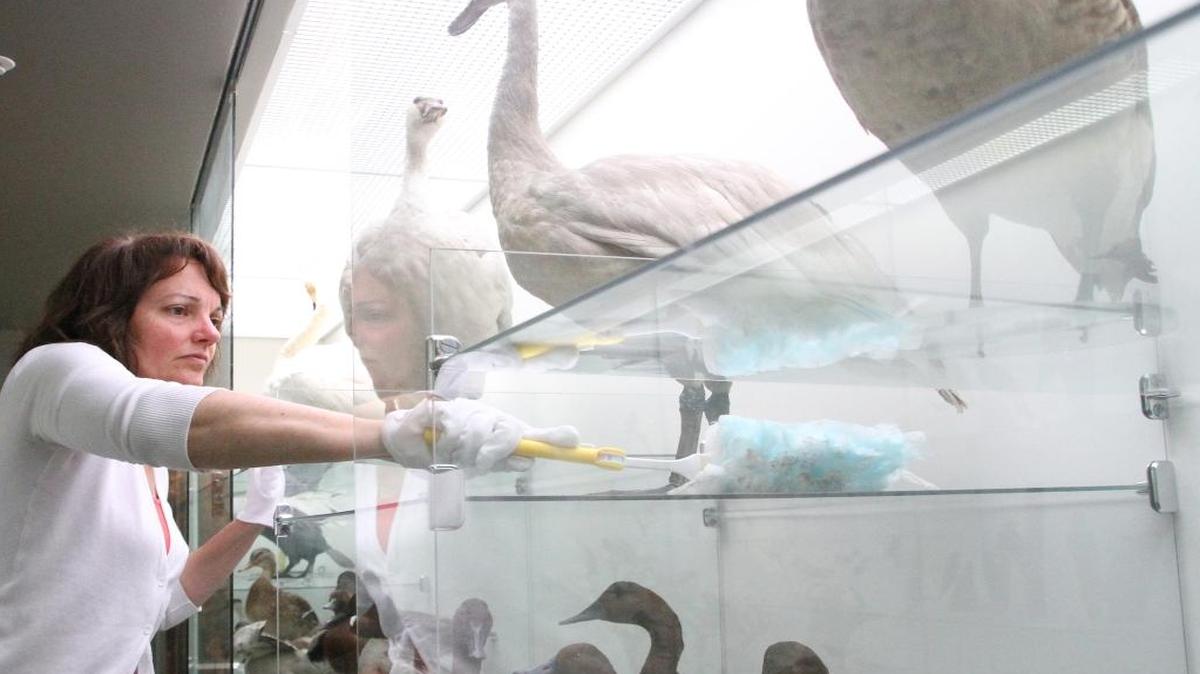 Becky Hutchins, curator of collections at the Syre Education Center, cleans the shelves in 2012.