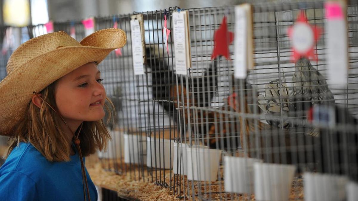 
Becky Thompson, then 10, of Country Partners, a 4H group from Everson, checks the chickens on opening day of the Northwest Washington Fair in Lynden in August 2014.
