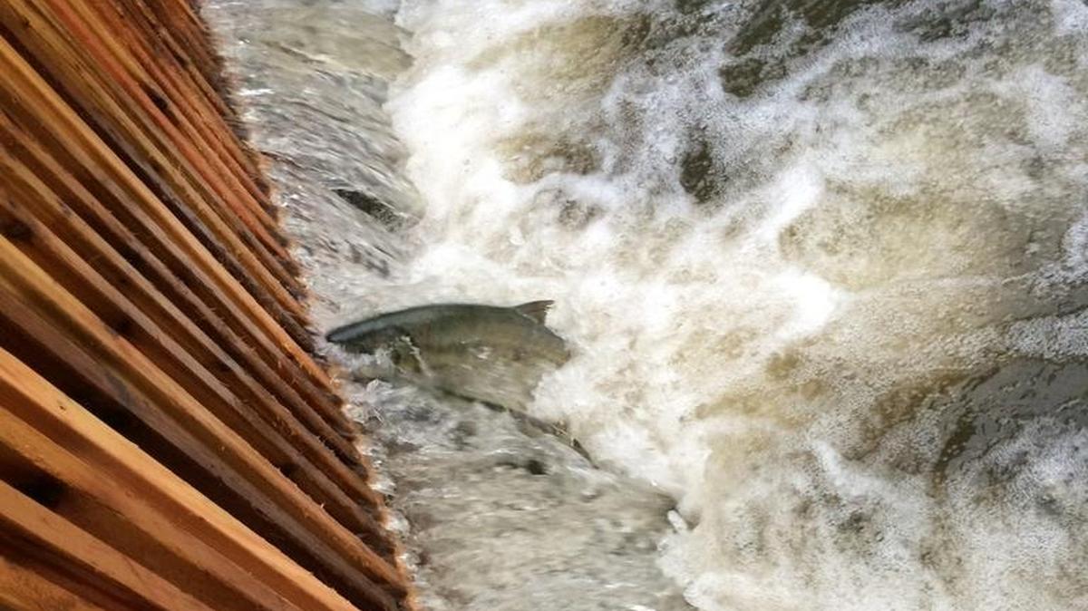 
Chum salmon jump against the fish ladder at Maritime Heritage Park in November 2014.
