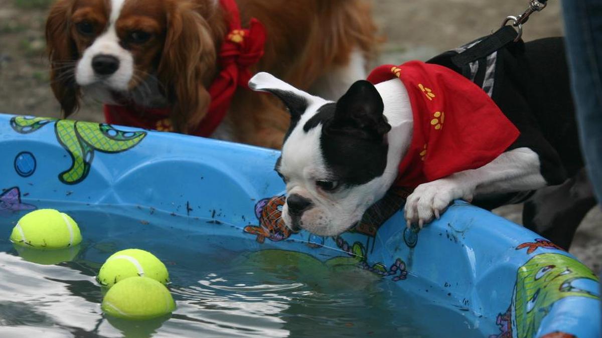 
Dunking for tennis balls is among the activities at the Dog Days of Summer Festival Aug. 23.
