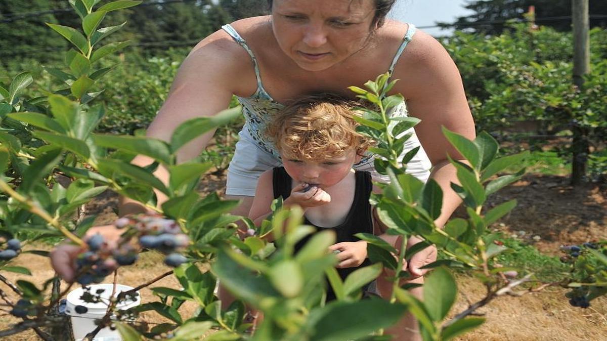 Prudence Welch picks blueberries while her son, Kyle, then 3, samples them in 2010, at Barbie’s Berries, at 7655 Melody Lane, in Ferndale.