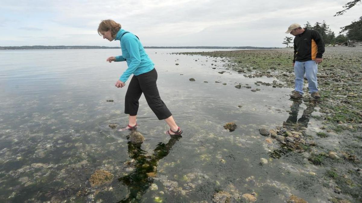 Visitors explore the intertidal zone at Birch Bay State Park in June 2011.