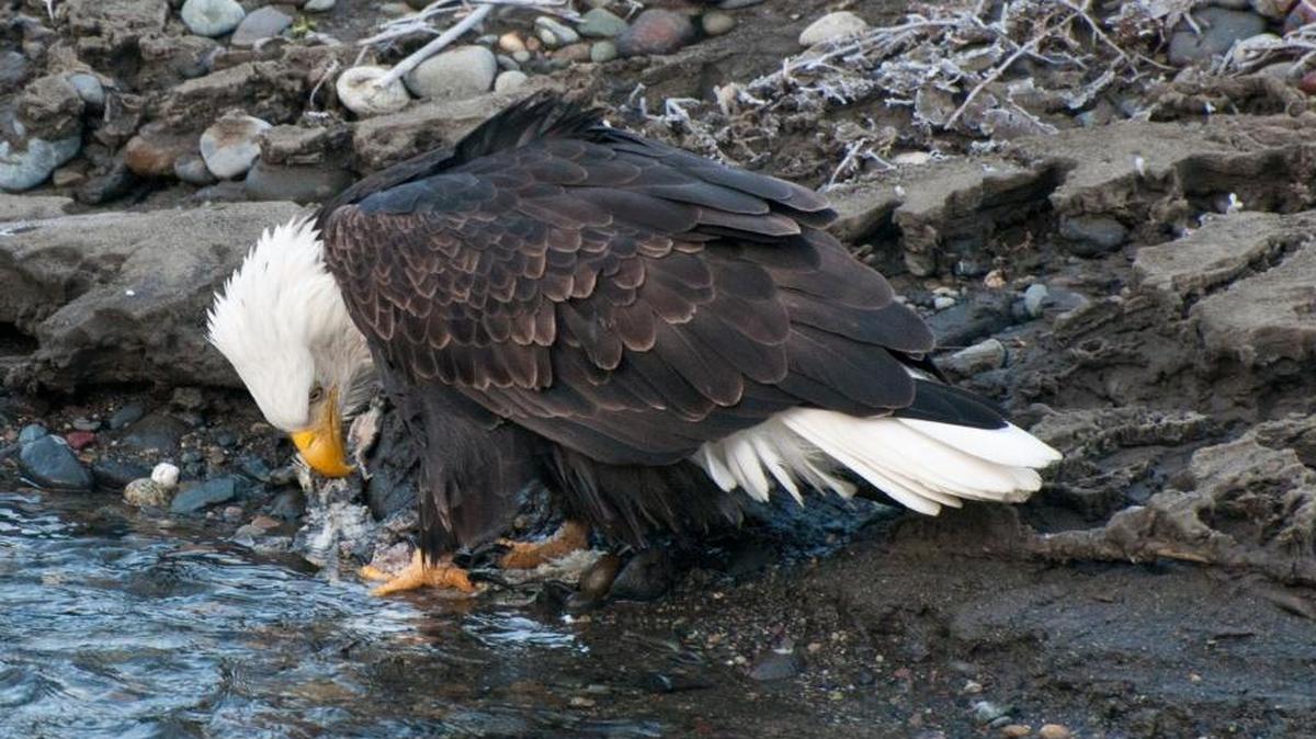 A bald eagle feeds along the Nooksack River in January 2013.