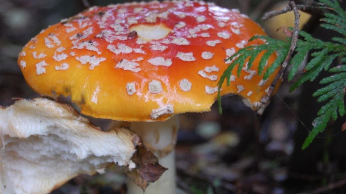 
Western Washington mushroom species such as this amanita muscaria, also known as fly agaric or fly amanita, will be featured at the Wild Mushroom Show.
