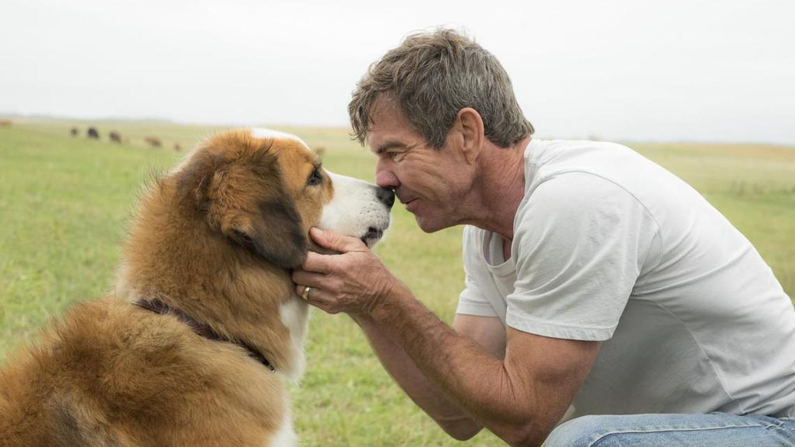 Movie review: ‘A Dog’s Purpose’ a love letter to pups