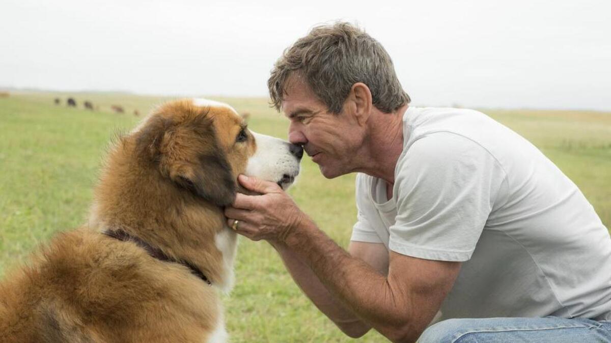 Bailey, voiced by Josh Gad, and Dennis Quaid share a scene in “A Dog’s Purpose.”