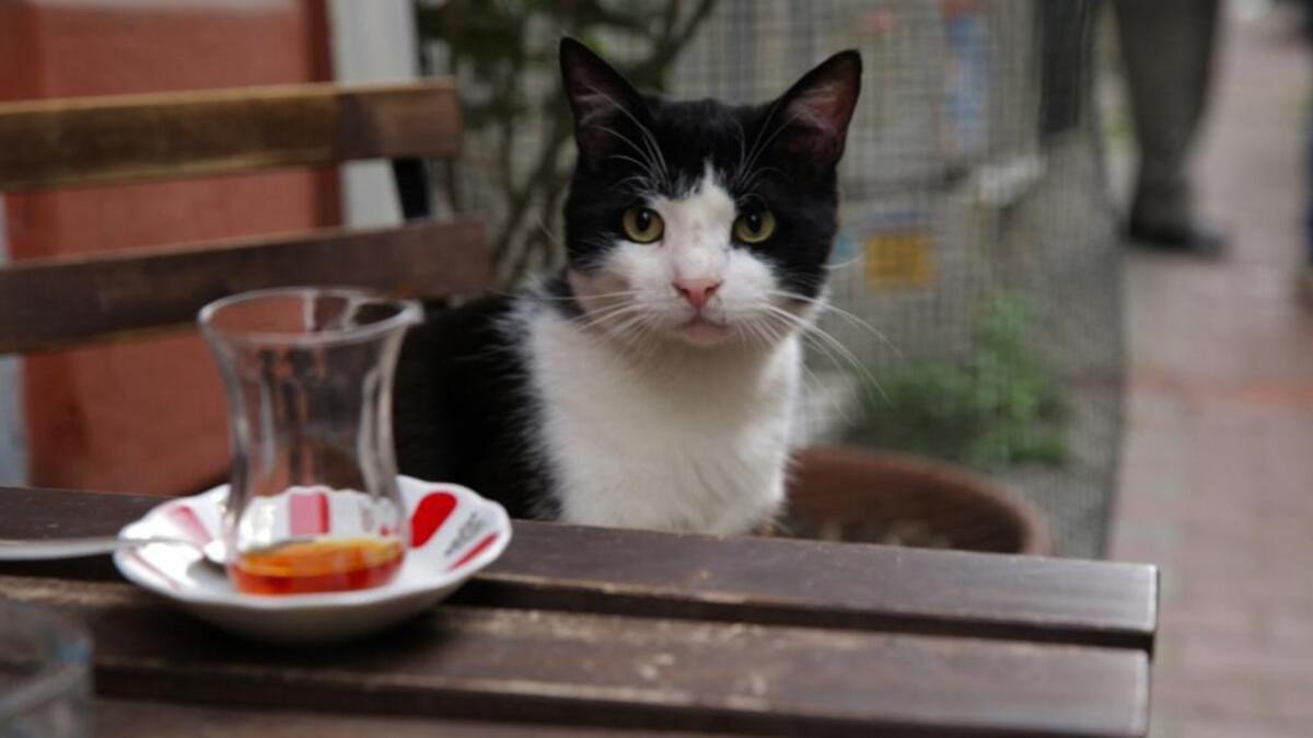 Gamsiz, described as “the player,” is one of the cats followed in “Kedi.”