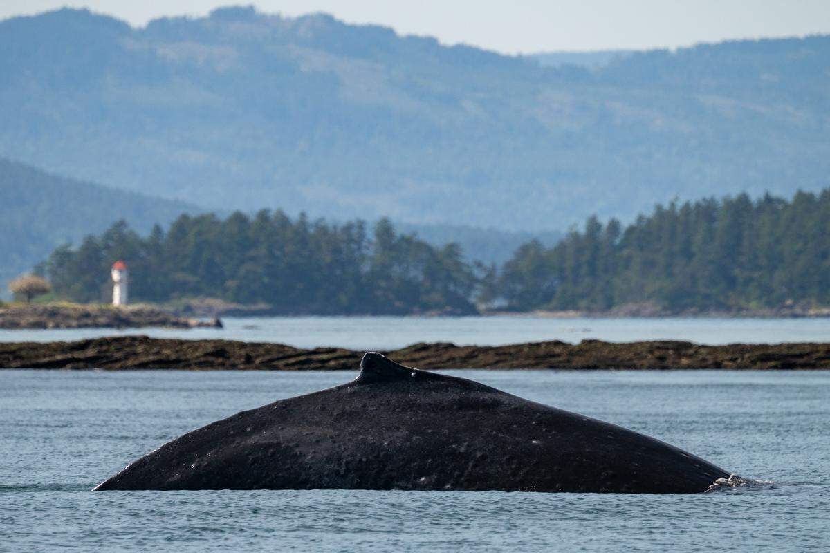 Big Mama returns to the Salish Sea.