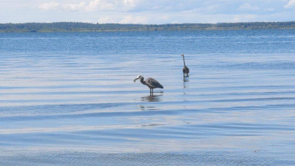 The Port of Bellingham’s Marine Park has a rookery of Great blue herons that feast on the tide’s offering, including this heron that caught a fish that appears to be a gunnel Wednesday, May 25.