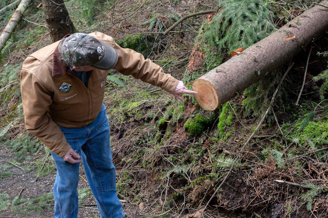 Tom Westergreen inspects tree rings at his tree farm on Tuesday, March 29, in Whatcom County.