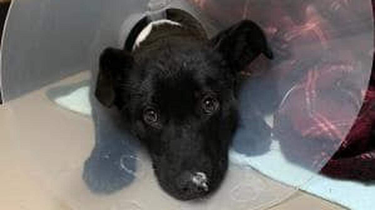 A fourth-month-old, male, black Labrador retriever puppy suffered burns to its legs during a fire Wednesday afternoon, Oct. 20, at a homeless encampment in Bellingham. The Bellingham Fire Department has named the puppy “Marshal.”