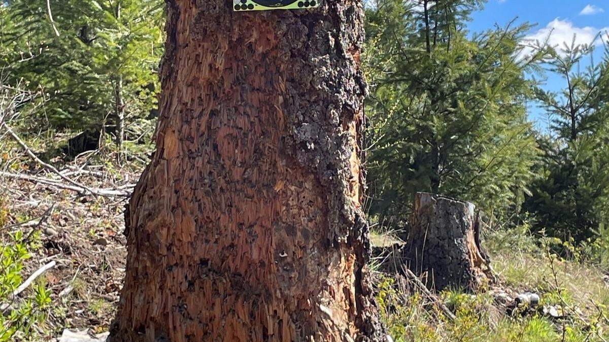 In an undated photo from the Van Zandt Dike shooting range, a target is mounted on a tree, indicating that gunfire is not being directed toward earthen berms as required by law.